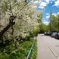 Весна около дома :: Александр Синдерёв