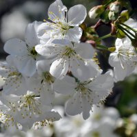 Белоснежное весеннее цветение :: Татьяна Машошина Белоснежное весеннее цветение :: Татьяна Машошина