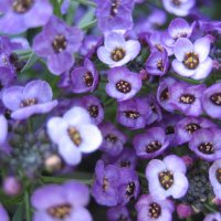 Алиссум :: Anna Ivanova