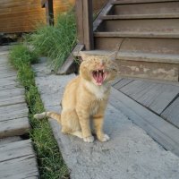 Бродяга :: Anna Ivanova