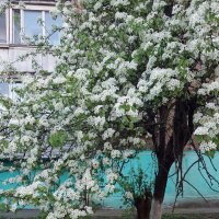 Груша под окном цветет :: Galina Solovova