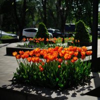 Яркость оранжевых тюльпанов зашкаливает!!)) :: Referee (Дмитрий)