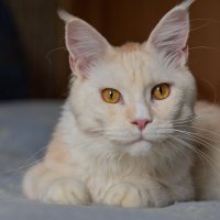 Эльза. :: Борис Калитенко Эльза. :: Борис Калитенко