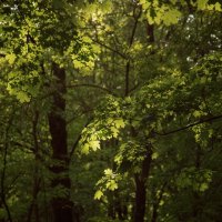 *** :: Яна Горбунова