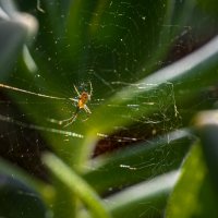 круиз по балкончику :: Осень 