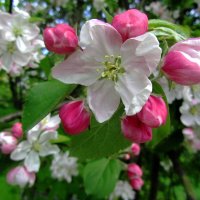 Яблонька апрельская :: Сергей Карачин Яблонька апрельская :: Сергей Карачин