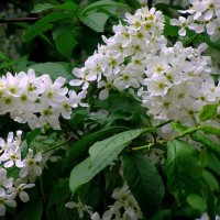 Цвет черемухи :: Сергей Карачин Цвет черемухи :: Сергей Карачин