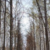 Аллея в парке :: светлана льдокова