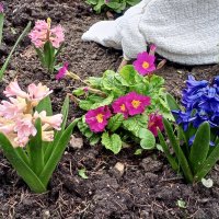 Весенние цветы :: Сапсан 