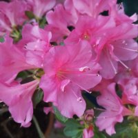 Азалия :: Сапсан 