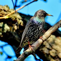 Скворушка. :: Восковых Анна Васильевна 