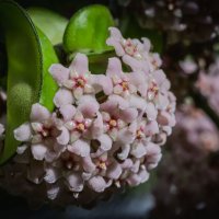 круиз по балкончику :: Осень круиз по балкончику :: Осень