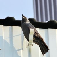 Поёт красава! :: Восковых Анна Васильевна Поёт красава! :: Восковых Анна Васильевна