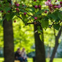 Был месяц май :: Наталья Rosenwasser Был месяц май :: Наталья Rosenwasser
