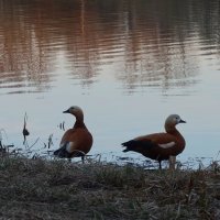 Городской пруд :: Дмитрий И_