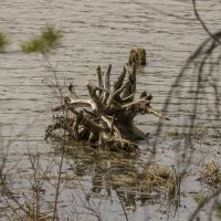 Водяной :: Владимир Кириченко