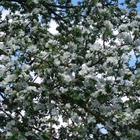 Цветет Яблоня :: Рита Симонова