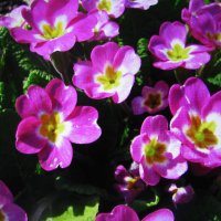 Красивая примула :: Людмила Смородинская