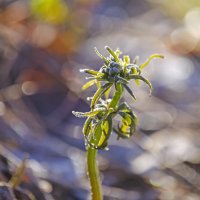 Одиночество :: Lyubov Busova