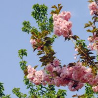 Миндаль :: Фёдор Меркурьев Миндаль :: Фёдор Меркурьев