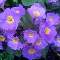 Весенние :: Елена Семигина