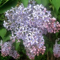 Время сирени пришло :: Елена Семигина