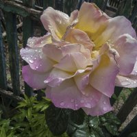 Глория Дей и капли дождя :: Валентин Семчишин Глория Дей и капли дождя :: Валентин Семчишин