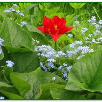 Тюльпан — весны извечный талисман! :: Ольга Довженко Тюльпан — весны извечный талисман! :: Ольга Довженко