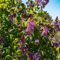 *** :: Дмитрий Лупандин