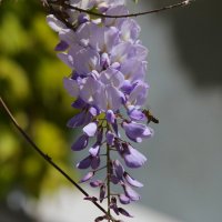 Глициния :: Светлана Тихонина