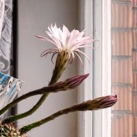эхинопсис :: linnud 