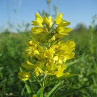 Вербейник :: Anna Ivanova