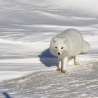 Красавец :: Игорь Шабалин