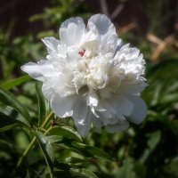 Белый пион. :: Лилия *