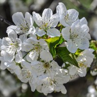 Весенний букетик :: Татьяна Машошина