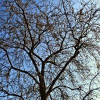 Весенние зарисовки 111 :: Алексей Кузнецов