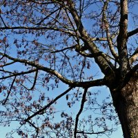 Весенние зарисовки 115 :: Алексей Кузнецов