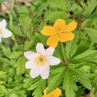 Ветреница :: Сапсан 