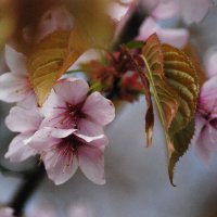 Цветущая сакура. :: Харис Шахмаметьев