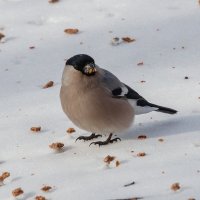 Кто ищет, тот всегда находит. :: Виктор Иванович Чернюк Кто ищет, тот всегда находит. :: Виктор Иванович Чернюк