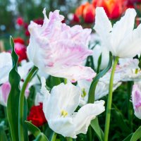 Тюльпаны в саду :: Максим 