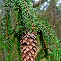 Привет Шишкину! :: Vladimir Semenchukov