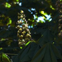 Каштан цветёт :: Юрий Гайворонскiий