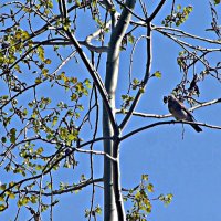 Май..Дрозд-рябинник с добычей на протоке Сырой Аган! :: Владимир 