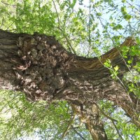 ........ :: Елена Шаламова