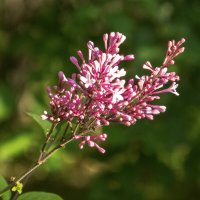 Сирень  Мейера ред пикси :: Валентин Семчишин