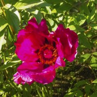 Древовидный красный пион :: Валентин Семчишин