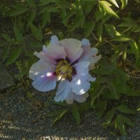 Древовиднй пион :: Валентин Семчишин