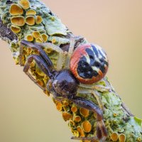 Паук-Наполеон (Synema Globosum). :: Александр Григорьев