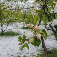 Майские Капризы :: юрий поляков